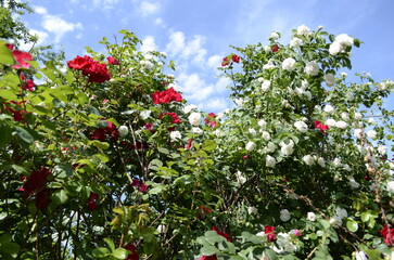 Fototapeta na wymiar Red and white roses in the summer park