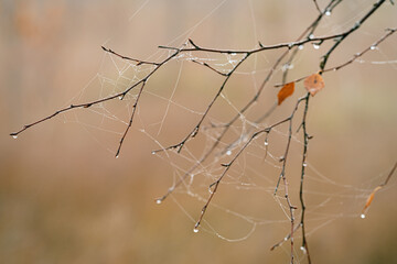 A branch with cobwebs and dew drops close-up