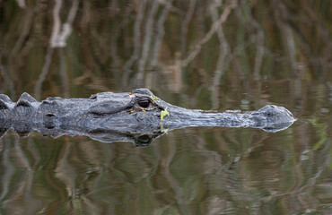 alligator stalking