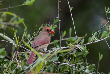 Cardinal, Everglades