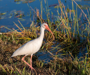 American white ibis, Everglades