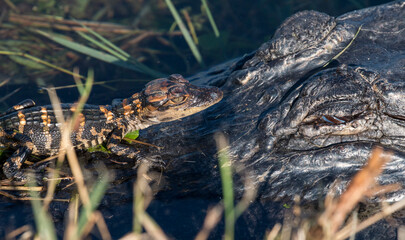 baby alligator under its mother protection