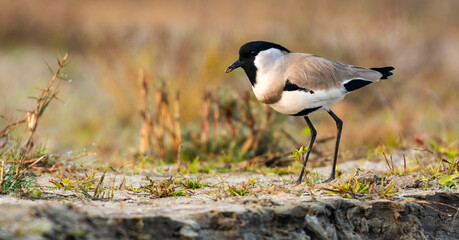 River lapwing