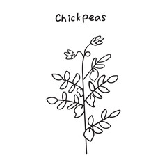 Chickpea. Outline vector hand drawn illustration on white background.