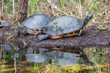 Obraz premium peninsula cooters basking in the sun