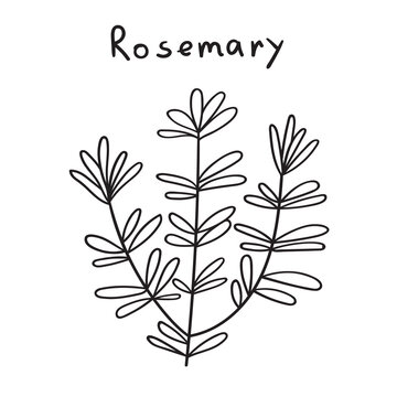 Rosemary. Outline vector illustration on white background.