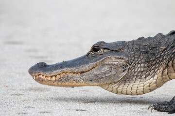 alligator profile