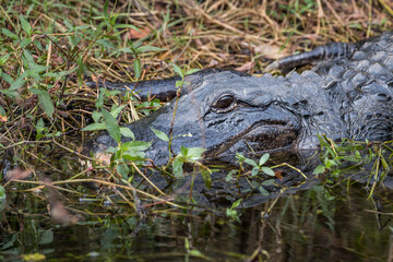 alligator in the swamp