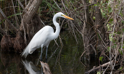 great egret hunts in the swamp