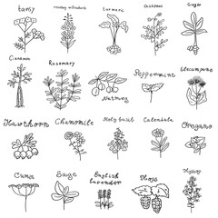 Collection of herbs. Outline icons. Simple vector illustrations on white background.