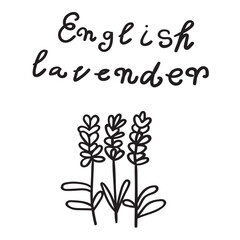 English lavender. Nature. Vector outline icon on white background.