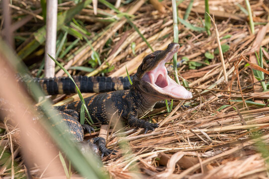 baby alligator with its mouth open