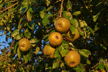 Ripe pears hanging on on a tree and are ready to being picked.
