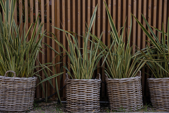 Dianella in braided straw pots on a wooden background. Long green leaves of Dianella. Vegetal decor. Striped leaves dianella.