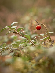 An isolated lingonberry and leafes close to the ground among autumn colors