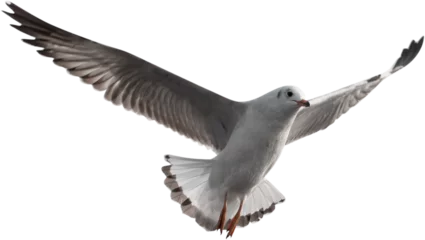Fotobehang seagull © nuruddean