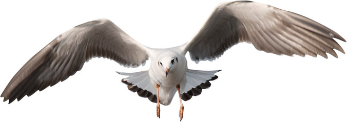 seagull - Powered by Adobe
