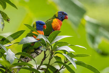 Two rainbow lorikeets parrot on the top of a tree with a green background (Trichoglossus moluccanus)