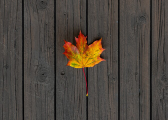 Naklejka na ściany i meble A single colorful autumn maple leaf isolated against wooden planks. 