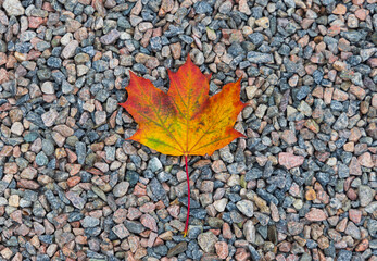 A single colorful autumn maple leaf laying on the ground against gravel. 