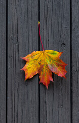 Naklejka na ściany i meble A single autumn maple leaf laying on a wooden background. 