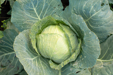 Harvest of the cabbage. Fresh cabbage in the farm.