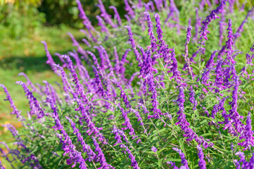 Salvia Garden