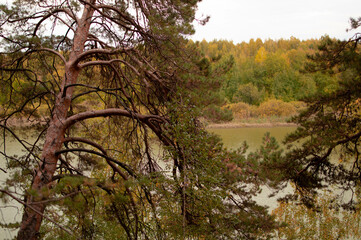 A quiet forest and rays of light on an autumn day