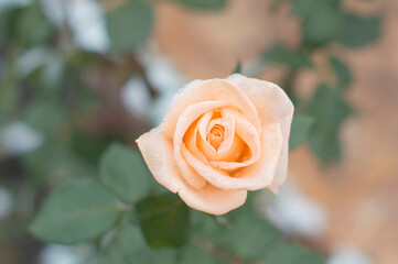 A white rose in the garden, dusted with snow