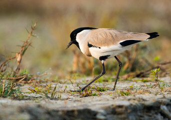 river lapwing