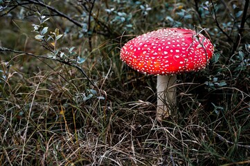 Toxic red toadstool in green heath landscape (Fly agaric amanita muscaria)