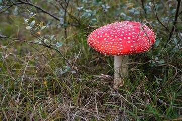 Toxic red toadstool in green heath landscape (Fly agaric amanita muscaria)