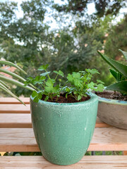 coriander, Bunch fresh cilantro and coriander seeds, The process of growing cilantro coriander. Young cilantro coriander in the open field. Organic cultivation in the garden