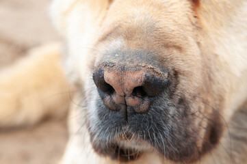 Fototapeta premium Large dog breed Alabai close-up. Dog nose.
