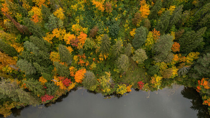 autumn forest from a height © DANIL