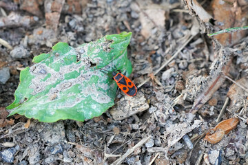 Fire bug, Pyrrhocoridae. Black red insect.
