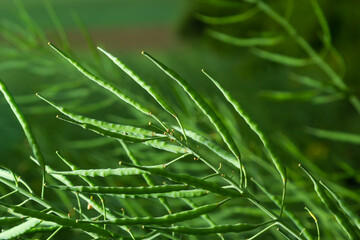 Rape Brassica napus, ripe, dry rape in the field. Ripe dry rapeseed stalks before harvest in day light