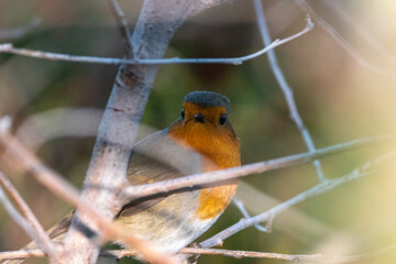 European Robin perched inside a bush