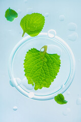 Mint leaves with water drops, beauty, pharmacy and medicine theme © DinaBelenko