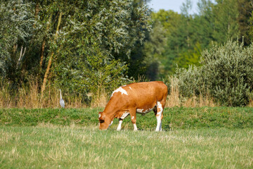 Brown cow in the meadow.