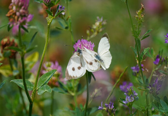 Large cabbage white on a clover blossom. Butterfly in natural environment. Pieris brassicae.
