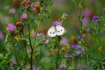 Large cabbage white on a clover blossom. Butterfly in natural environment. Pieris brassicae.

