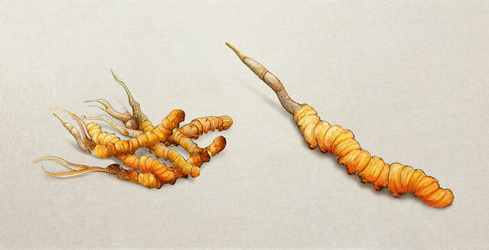Cordyceps sinensis (ascomycete fungi). Botanical illustration on white paper. The best medicinal plants, their effects and contraindications. Natural medicine. Plant properties.