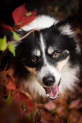 Border collie is sitting in the bush. Autumn photoshooting in park.