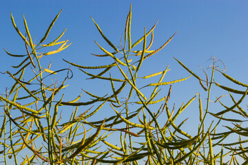 Rapeseed field before harvesting. Brassica napus, oilseed rape