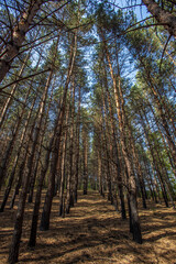 Fototapeta premium Beautiful pine forest in the rays of the evening sun at sunset. Autumn landscape with smooth tree trunks.