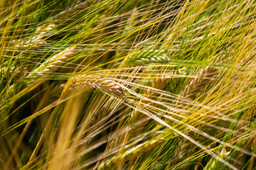 Fields of wheat at the end of summer fully ripe