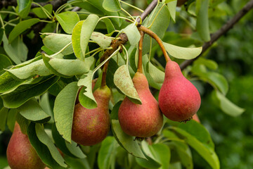 Pear tree. Pear green garden with fruit. Natural environment, outdoors