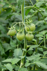 Bunch of organic unripe green tomato in greenhouse. Homegrown, gardening and agriculture consept. Solanum lycopersicum is annual or perennial herb, Solanaceae family. Cover for packaging seeds