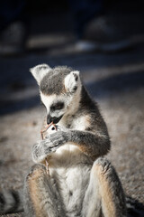 Obraz premium Lemur Kata is sitting on the floor and looking in the lens.